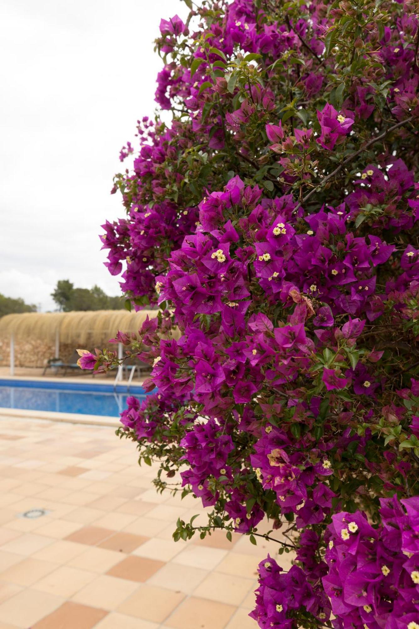 Villa Mestral อัลกูเดีย ภายนอก รูปภาพ